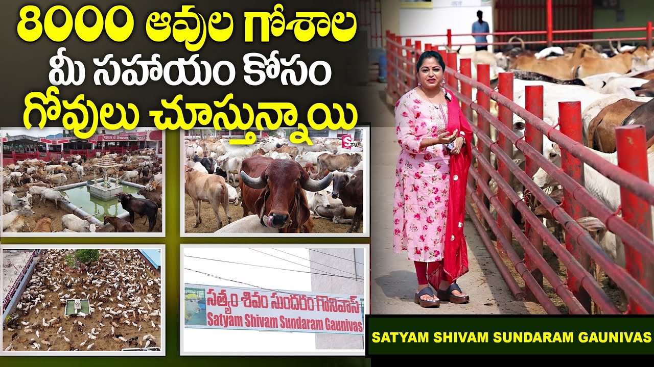 8 వేల గోవుల గోశాల.. | Satyam Shivam Sundaram Goshala | Helping Hand | Anchor Jaya | SumanTv