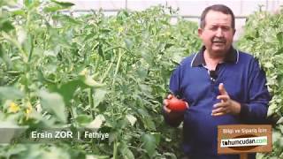ALBERTY F1 - Beef Tipi Domates | Üreticiler Anlattı ALBERTY F1 - Beef Tipi Domates | Üreticiler Anlattı