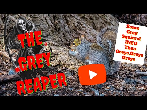 Video: Grey squirrel at ang tirahan nito