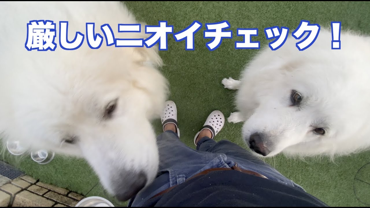 他の犬へのやきもち　チェック　グレートピレニーズ