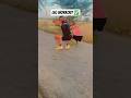 leg workout ✅ #shorts #viral_video #trandingshorts #army #youtubeshort