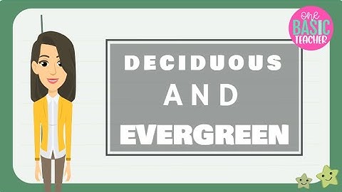 Deciduous and Evergreen Trees For Kids