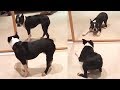 Testing Dog Reaction to Mirror - Funny Dog Mirror Reaction Compilation