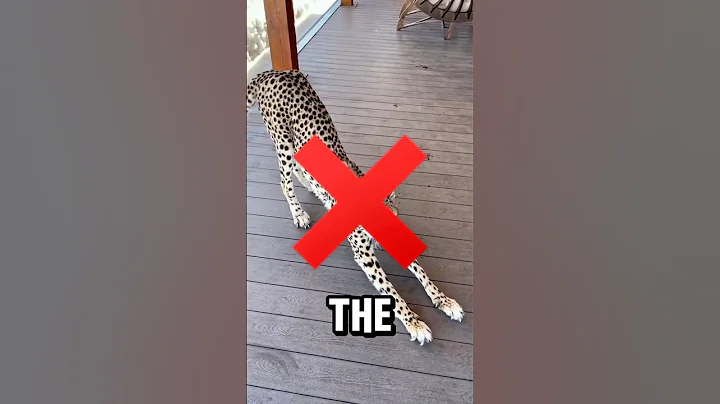 Faster Than a Cheetah?! What’s the REAL Fastest Animal on Earth? 🤯