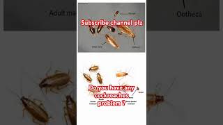 German cockroaches #ants #gk #ants #insects #surrey #mice #toronto #missing #calgary #edm #rat