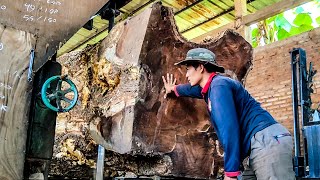 Shocking Discovery in a Trembesi Sawmill in Los Angeles – You Won’t Believe This!