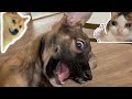 🤣 Momentos Graciosos de Perros y Gatos 🙀🐶 Videos de Mascotas Graciosas