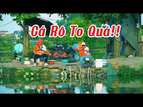 Câu Cá Rô Phi Thiện Tâm – Một Ngày Đổi Được 1 Tạ Gạo