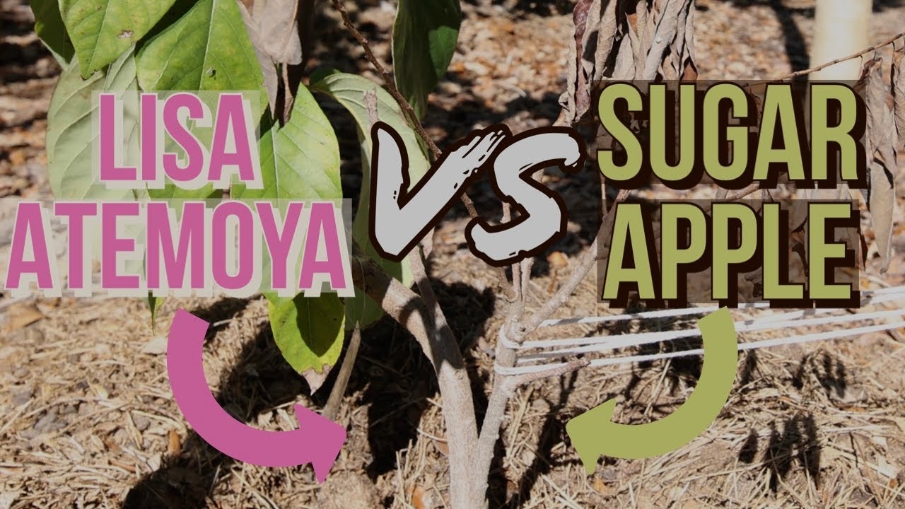 Lisa Atemoya vs Sugar Apple 2 weeks after the freeze. YouTube