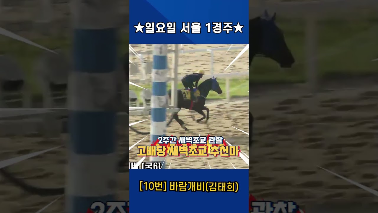 6월7일 일요일 서울 1경주!! 2주간 훈련보인 강백호의 새벽조교 쏘스마!!