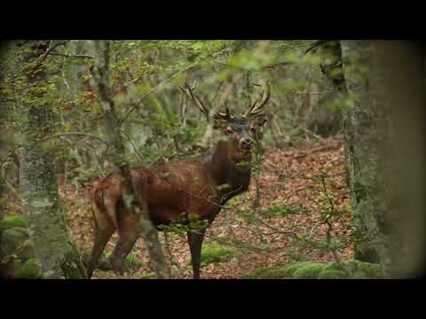 Video-thumbnail van Les Cabanes de Chanteclair