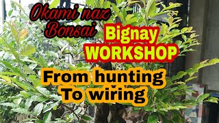 How to make a bonsai - bonsai trees for beginners - YouTube How to make a bonsai - bonsai trees for beginners - YouTube