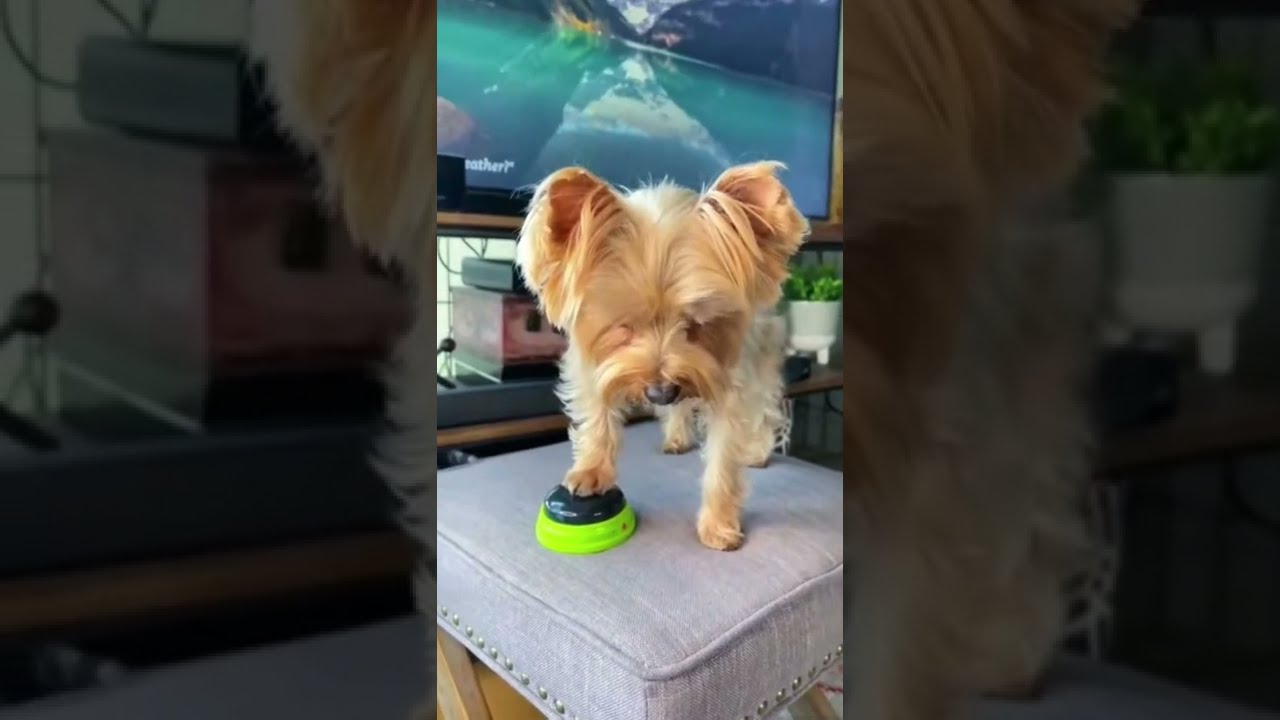 Smart Dog Uses Alexa To Swear Yorkie Talkingdog