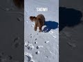 This dog loves the snow