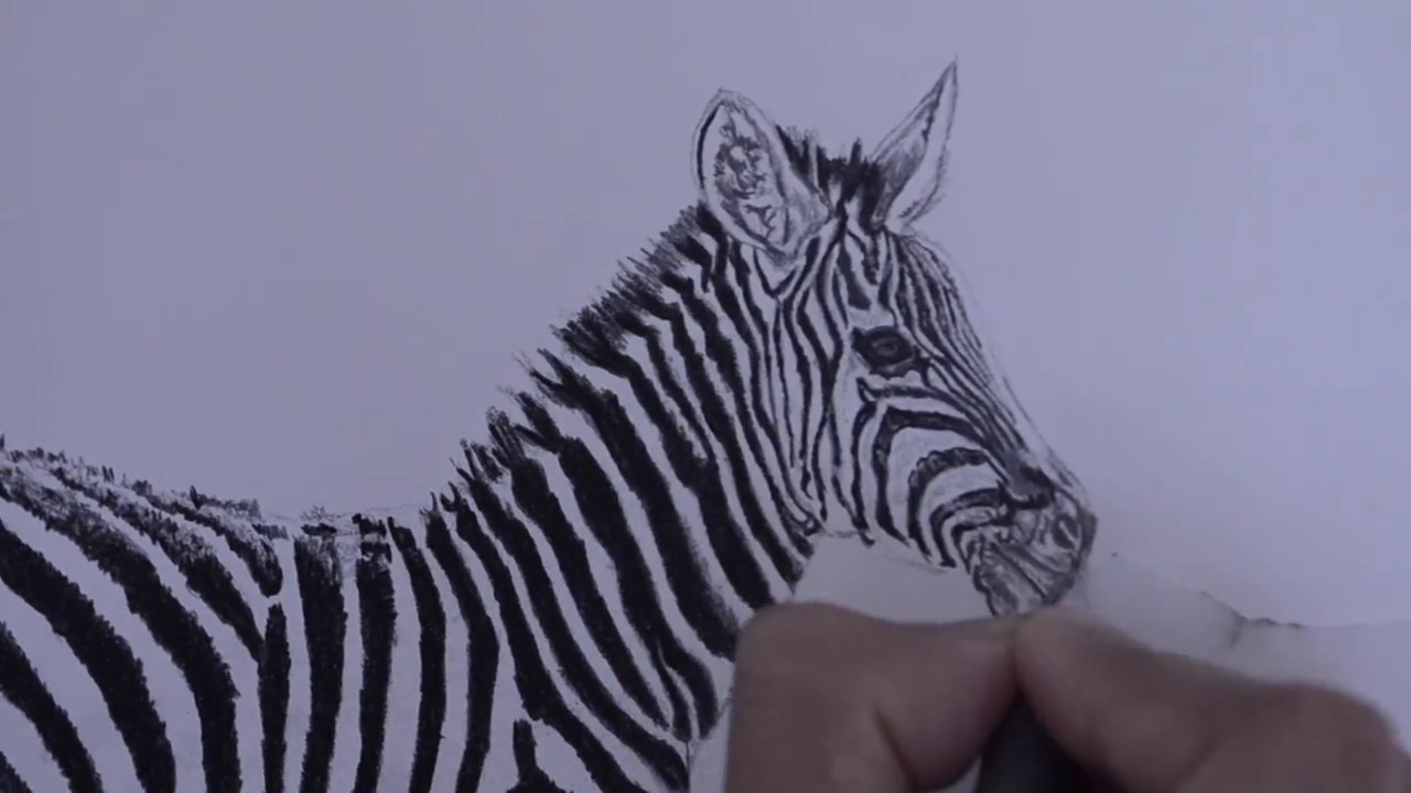 How to draw a Zebra with graphite pencils - YouTube