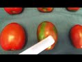 Posdoctorando de la uas trabaja en investigacin para detectar  el virus rugoso del tomate