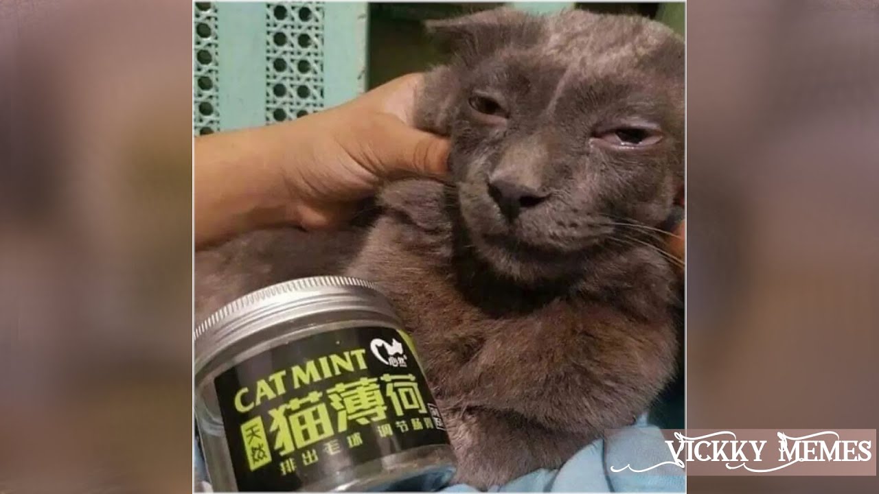 Memes i watch while LK zooted