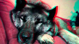 Tango Is Sleeping In Hd 3D Anaglyph