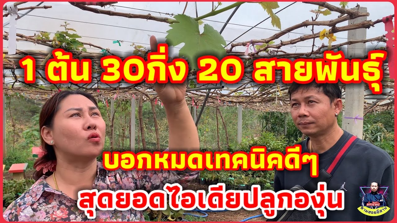 ปลูกองุ่น 1ตัน30กิ่ง มี20กว่าสายพันธุ์ พร้อมเทคนิคดีๆ ทำตามใด้ #4k