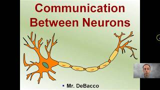 Communication Between Neurons