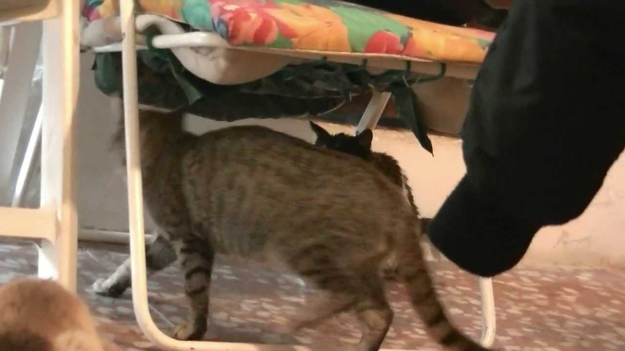 saint bernard dogs for adoption