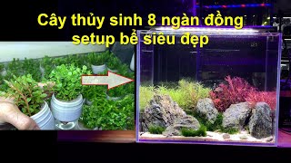 Hướng dẫn làm bể thủy sinh siêu đẹp chỉ với cốc cây 8000đ screenshot 5