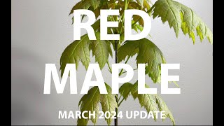 Red Maple Bonsai Journey: March 2024 Update from Seedling B 🍁 #BonsaiProgress #MapleBonsai #Update
