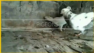 White Pigeons Sounds