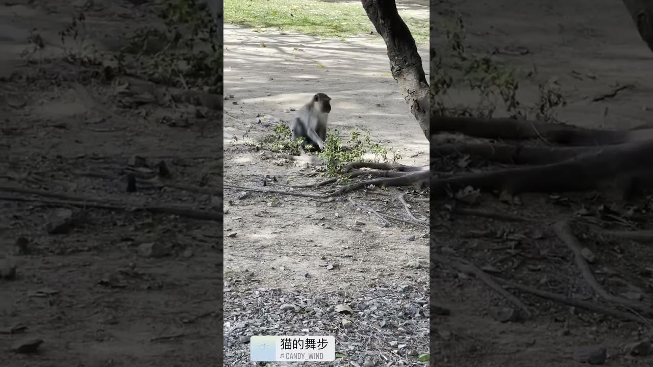 Wild monkey of Hatyai 