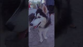 🐾 run free our dear Zerref😭 #nocopyrightinfringementintended