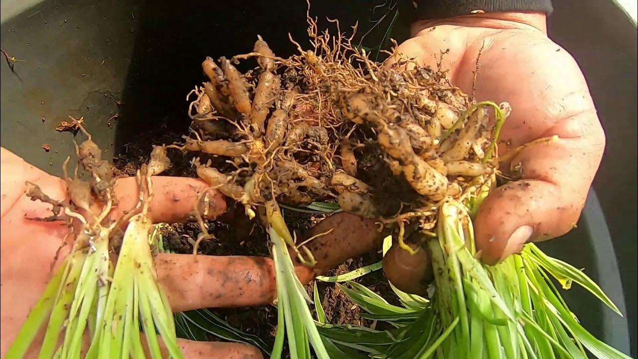 Praktikum Pembiakan Tanaman: Struktur Khusus Tanaman Hias - YouTube