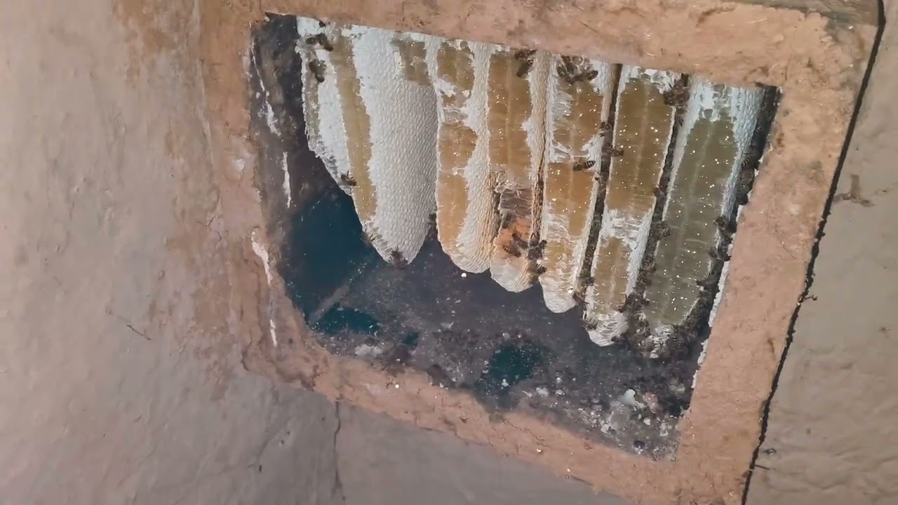 Ek box se 20 kg honey 🍯 nikala😋