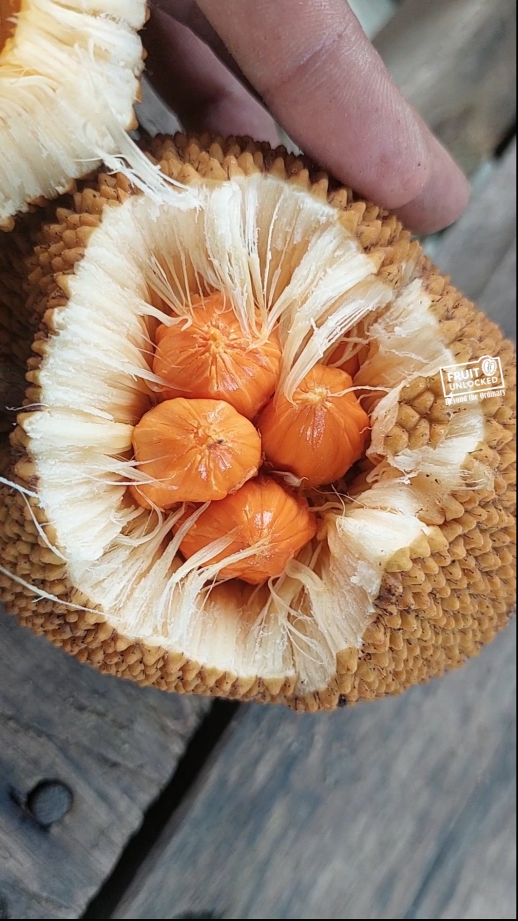 ケレダン苗 Keledang Artocarpus lanceifolius Keledang Fruit (Artocarpus lanceifolius) - Always Shipping