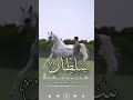 شيله سلطان مدح العائله