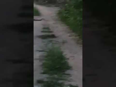 Snake sex Erode
