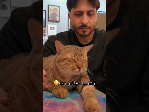 جربوه وعلموني اذا زبط معكم  هتضحك  اكسبلور كوميديات  قطط