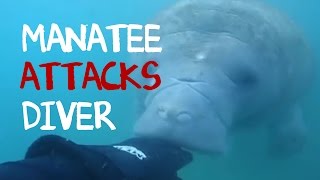 Manatee Brutally Attack Diver's Hand