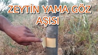 ZEYTİN YAMA GÖZ AŞISI NASIL YAPILIR.(pencere şekli) Zeytin aşısı ne zaman yapılır. #ZeytinAşısı Resimi