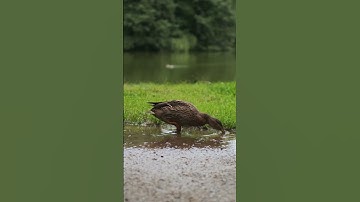 تلاوه تبكي القلوب ناصر القطامي