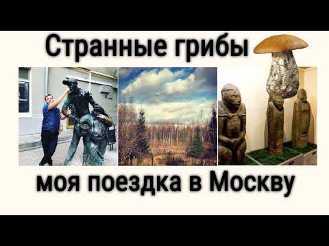 Разумная цивилизация грибов. Китай  и многое другое.