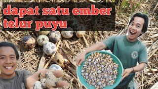 Berburu telur puyu di sawah || auto dapat satu ember ~Ala Ali