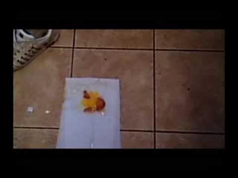 OMFG! Watch This Egg!