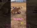 Farm Dogs vs. Cougar: The Rescue of the Baby Horse! ⚔️🐕 #animals