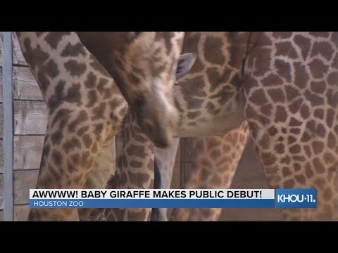 newspaper mockup Meet Bobbie! Baby giraffe makes public debut at Houston Zoo