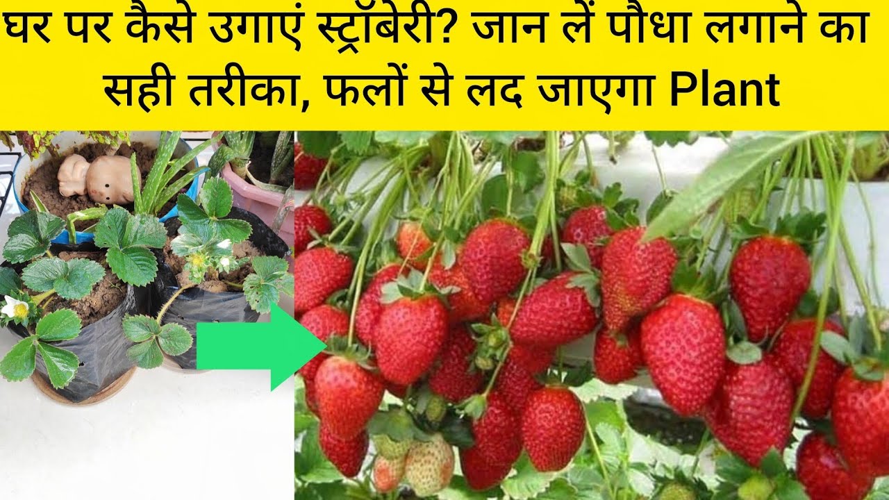 How to grow strawberry at home in hindi ? Cold Me Strawberry Ko Kaise Bachaye? December Care Tips 🍓 