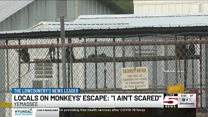 VIDEO: Monkeys are still on the loose in small town Yemassee
