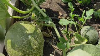 الكانتلوب زرع الاسطح