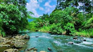 Relieve Anxiety Instantly with Soothing River Sounds Flowing Through Forest Rocks