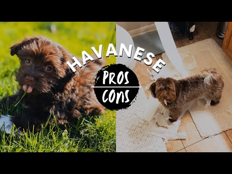 Medilodge Complaintshavanese Puppies For Sale By Owner