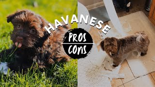Havanese: PROS & CONS of the breed
